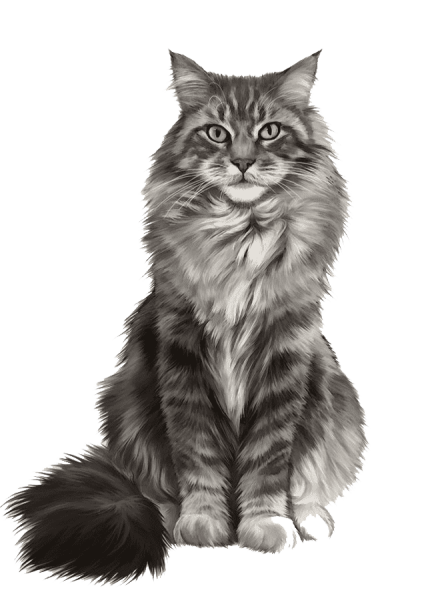 Кот Мейн кун рисунок