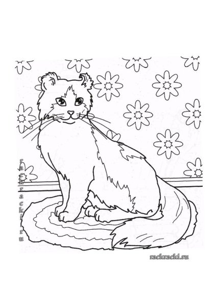 Раскраска Шотландская кошка