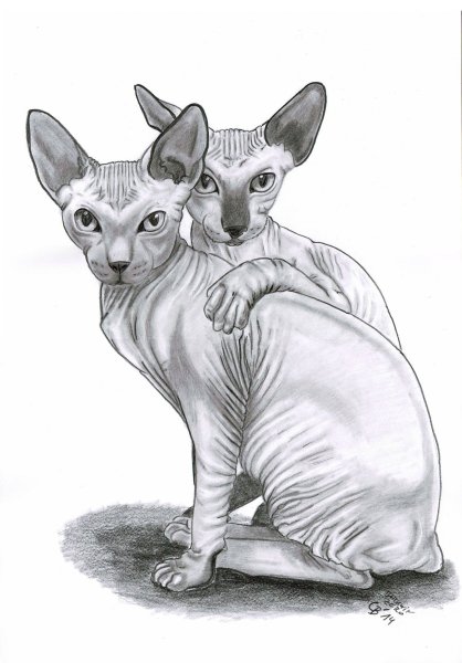 Раскраска сфинкс кошка