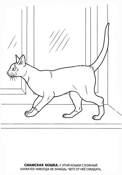 Кошка на окне раскраска