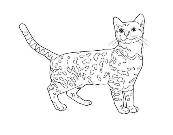 Бенгальская кошка