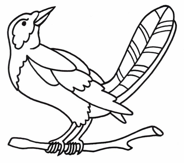 Сорока раскраска