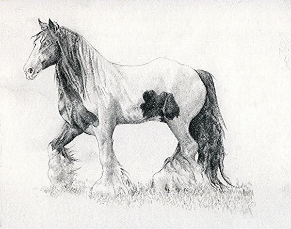 Лошадь Тинкер карандашом