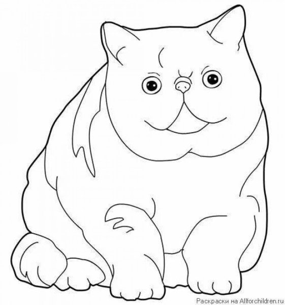 Раскраска вислоухий котёнок