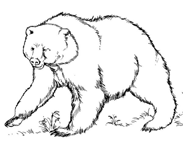 Раскраски толстый медведь (44 фото)