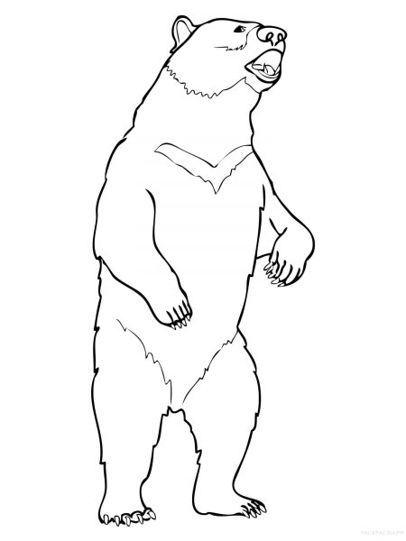 Медведь рисунок