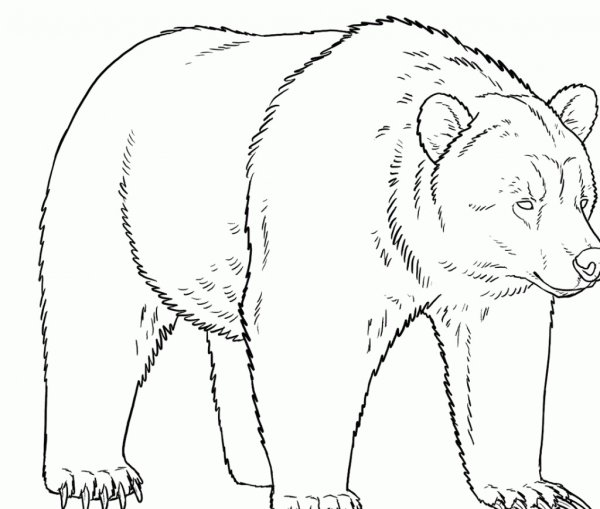 Медведь рисунок карандашом