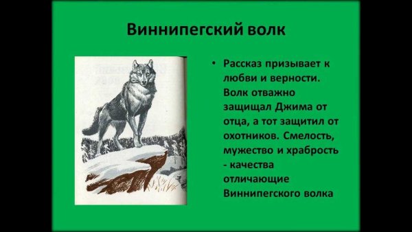 Виннипегский волк картинки