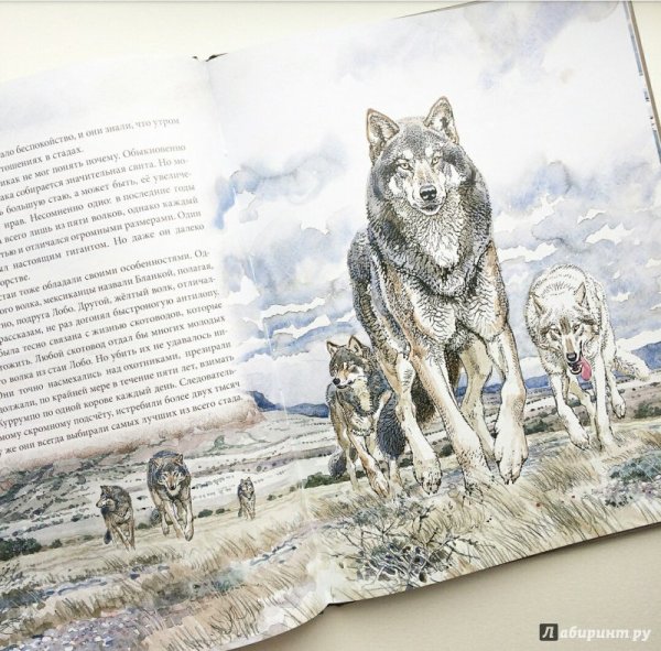 Раскраски томпсон виннипегский волк (49 фото)