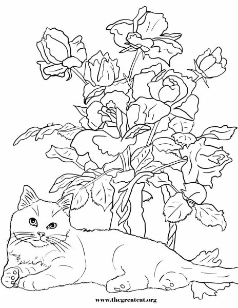 Cat on the books раскраска