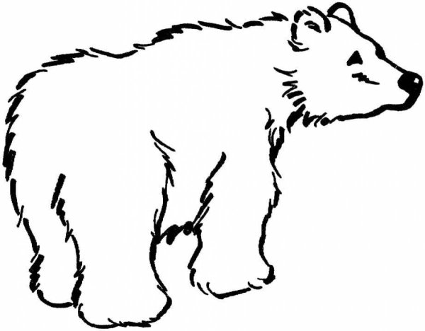 Бурый медведь для детей для раскрашивания