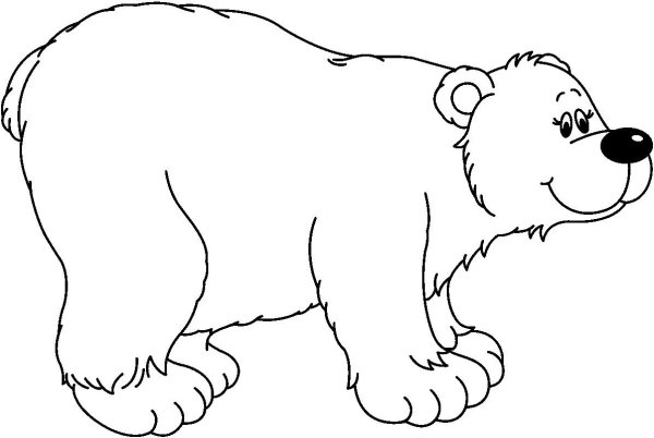 Медведь раскраска для детей на прозрачном фоне