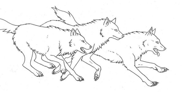 Три волка раскраска