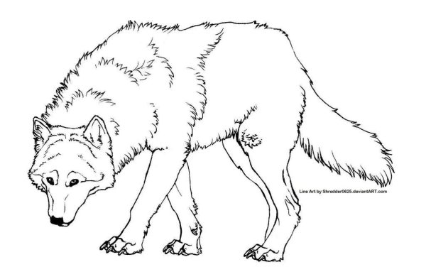 Белый волк раскраска
