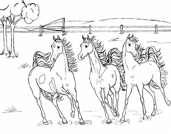 Табун лошадей раскраска для детей