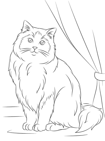 Раскраска кот