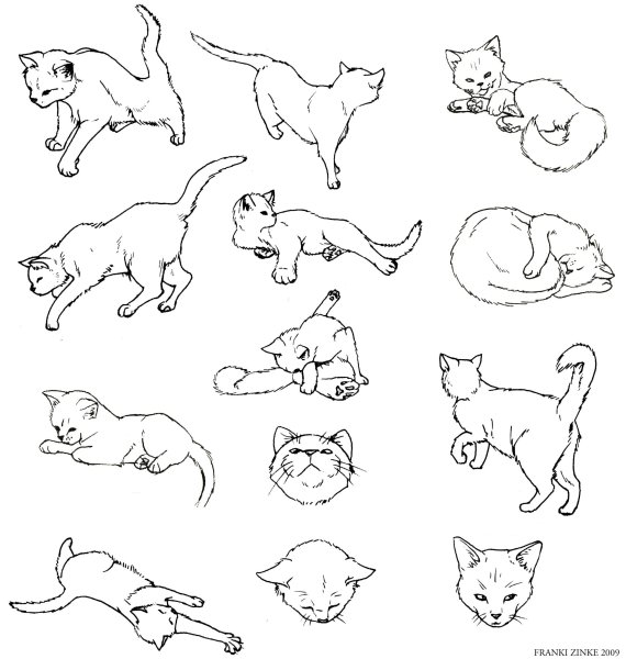 Кот в разных позах