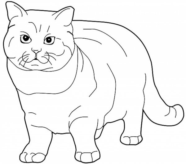 Раскраска вислоухий котёнок