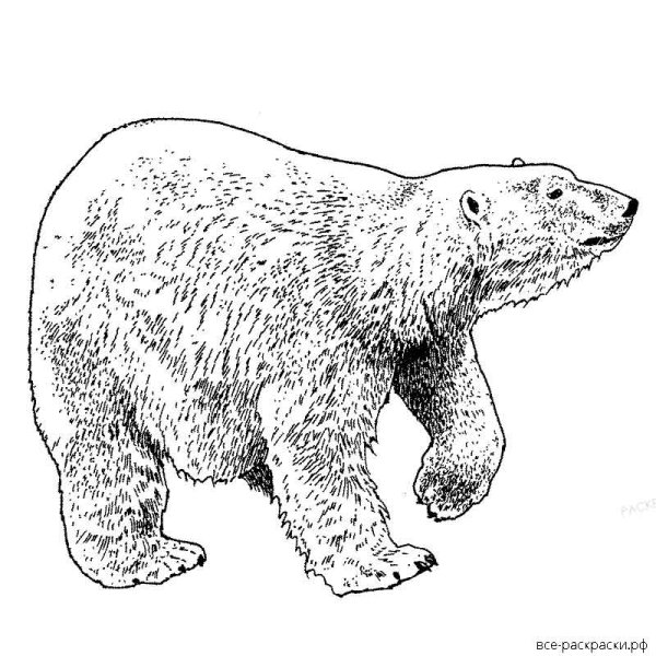 Медведь рисунок карандашом