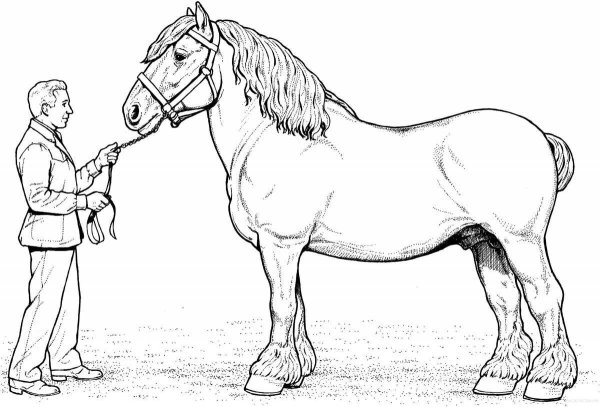 Раскраски тяжеловоз лошадь (44 фото)