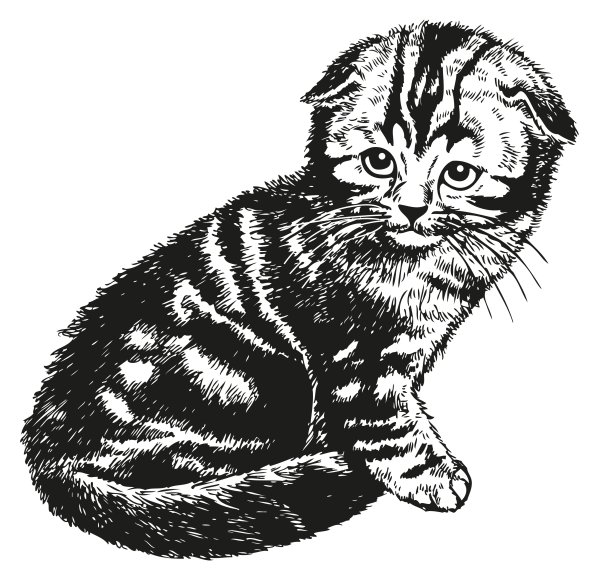 Вислоухий кот для раскрашивания