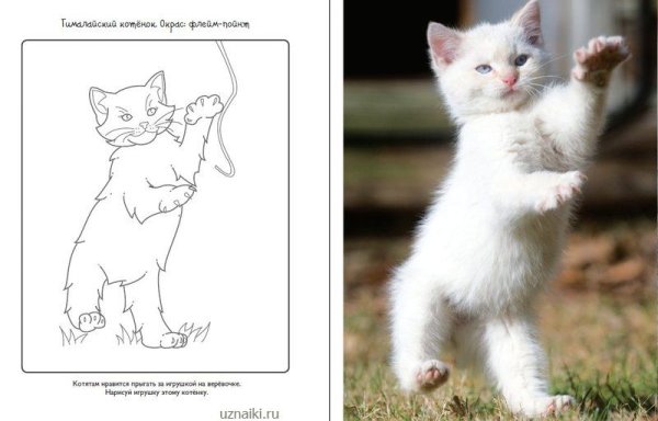 Распечатка котят настоящих