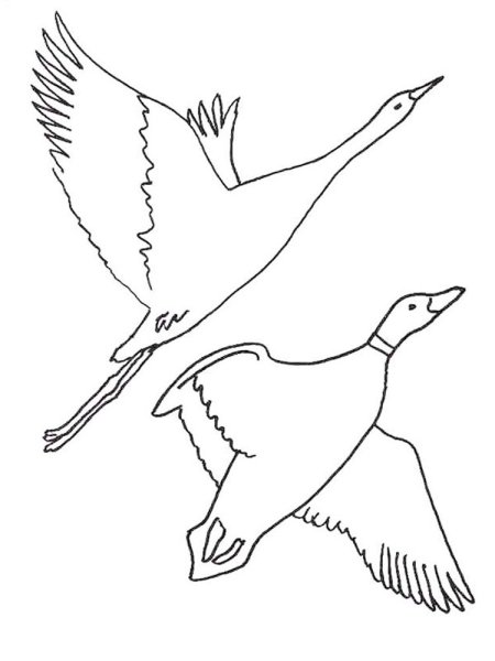 Раскраска "перелетные птицы"