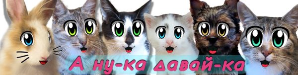 Раскраски котики анука давайка (50 фото)