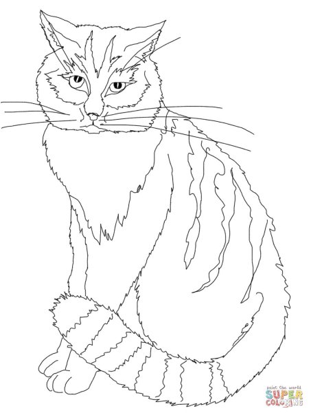 Кот ученый раскраска для детей