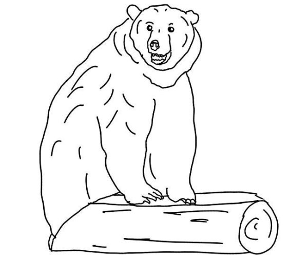 Раскраски ученый медведь (46 фото)