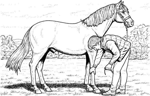 Раскраска лошади в конюшне