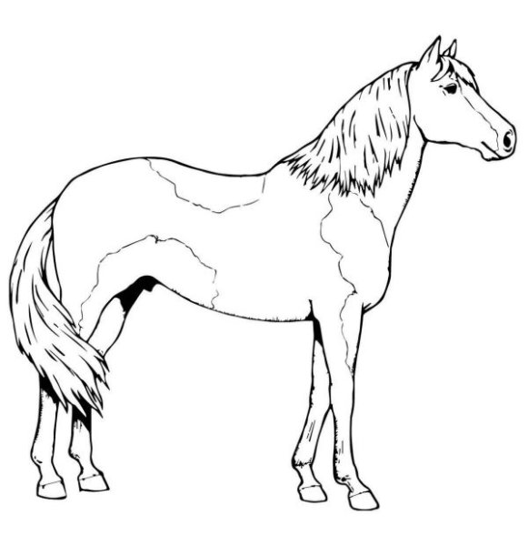 Лошадь Пржевальского раскраска