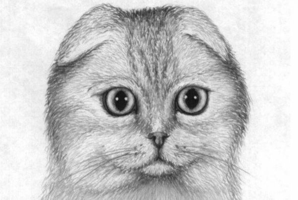 Вислоухая кошка карандашом