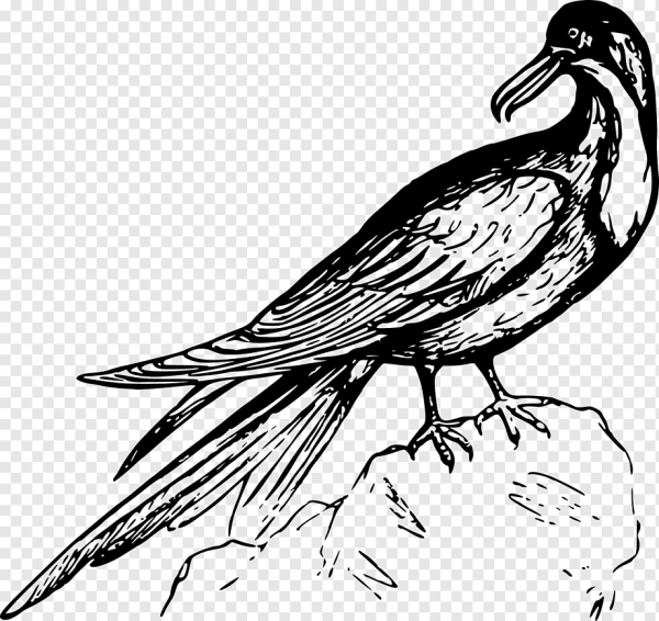 Чёрно-белые рисунки птиц