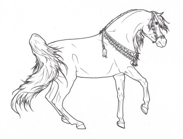 Арабская лошадь раскраска