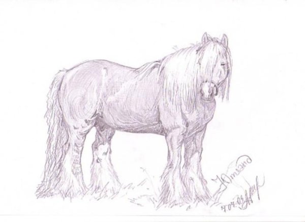 Раскраска лошадь тяжеловоз