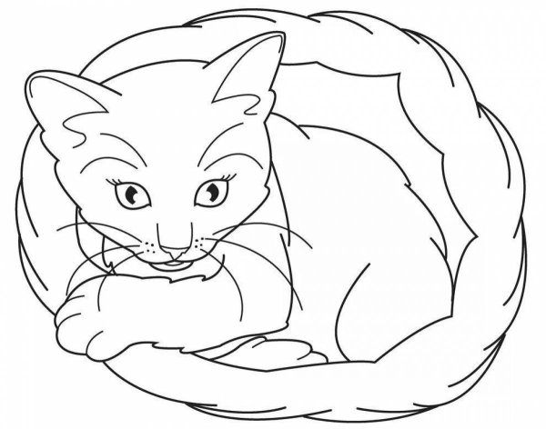 Раскраска. Котики