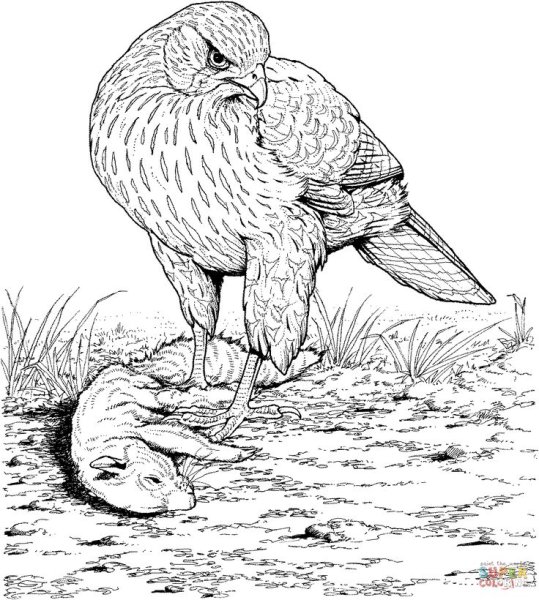 Орел раскраска