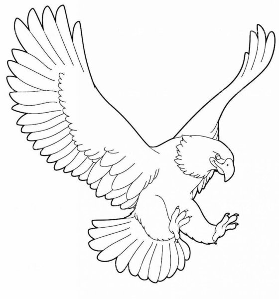 Сокол Сапсан разукрашка