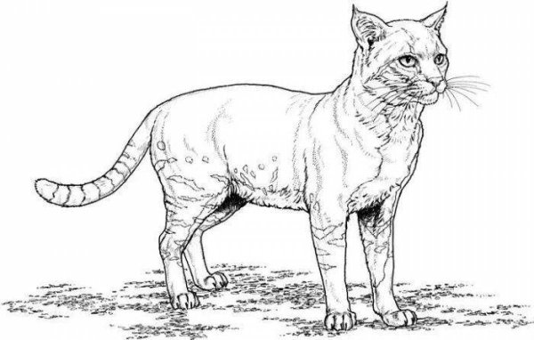 Кошка раскраска реалистичная