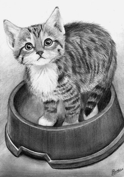 Кошка раскраска реалистичная