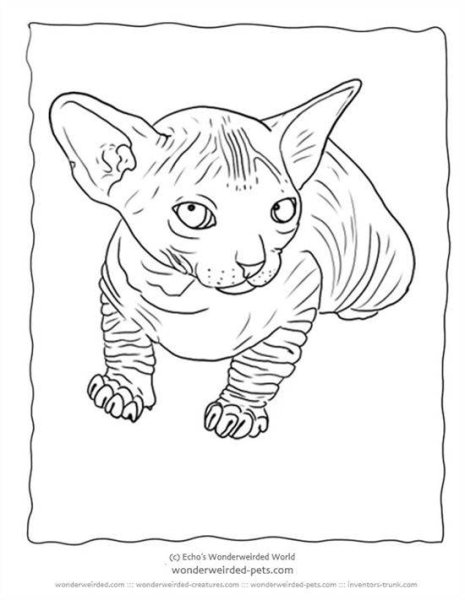 Котенок сфинкс раскраска