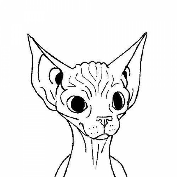 Раскраска кот сфинкс