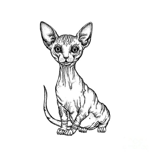 Раскраска сфинкс кошка