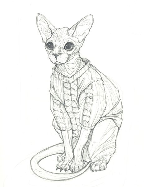 Сфинкс кошка