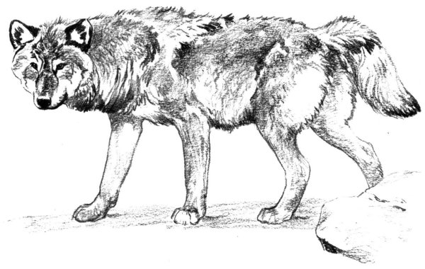 Картинки для раскрашивания волк