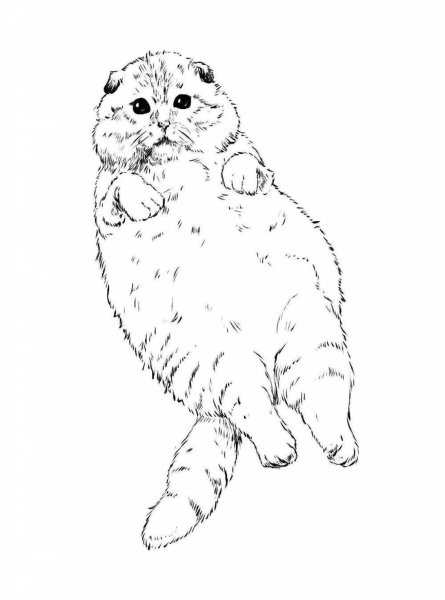 Кот Барсик раскраска
