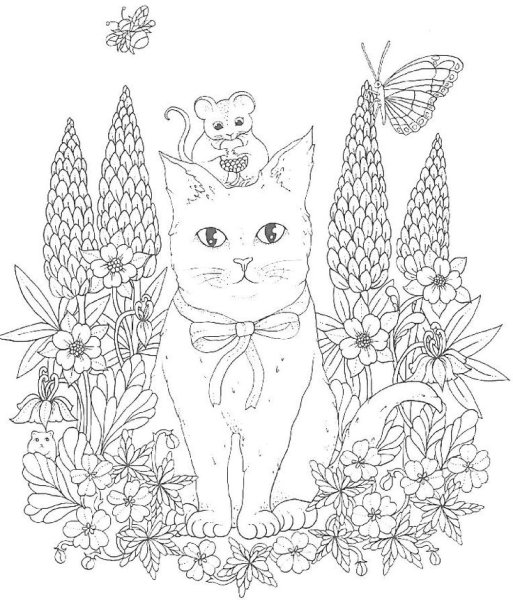 Кот Мейн кун