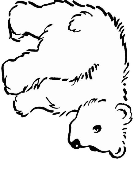 Белый Медвежонок раскраска