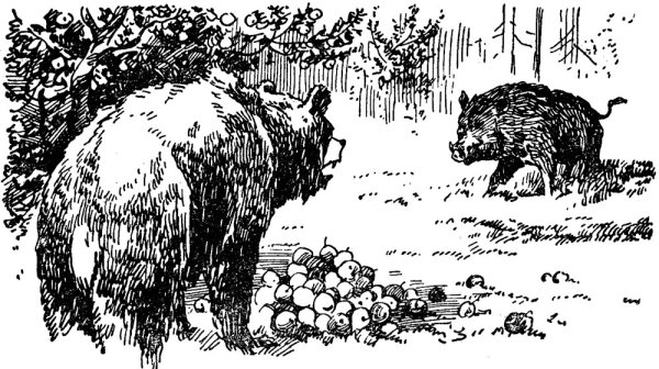 Фотографию медведя и кабана